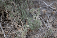 Aeluropus lagopoides