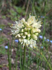 Allium stellerianum