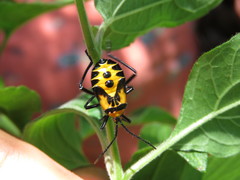 Sephina