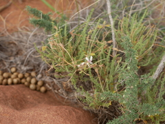 Pelargonium tragacanthoides