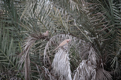 Streptopelia senegalensis