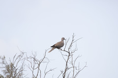 Streptopelia decaocto