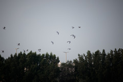 Chroicocephalus ridibundus