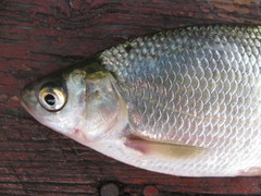 Blicca bjoerkna