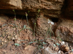 Drimia uniflora