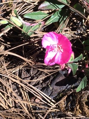 Oenothera deserticola