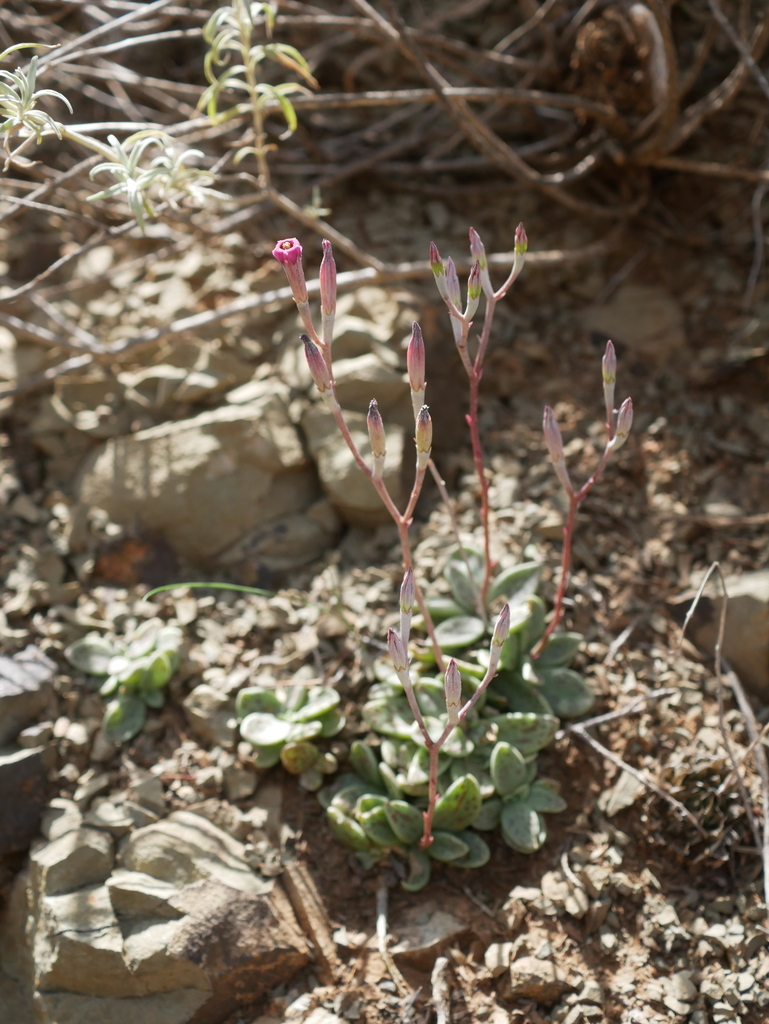 Adromischus humilis, Montana