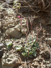Adromischus humilis