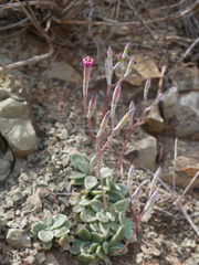 Adromischus humilis