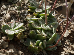 Adromischus humilis