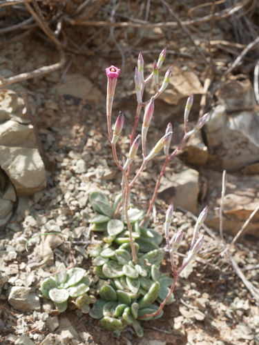 Adromischus humilis