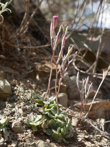 Adromischus humilis