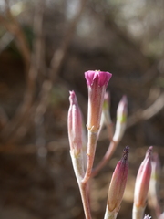 Adromischus humilis