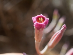 Adromischus humilis
