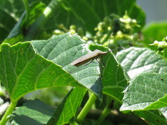 Staluptus marginalis