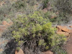 Mestoklema tuberosum