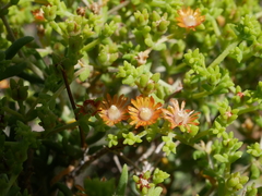 Mestoklema tuberosum