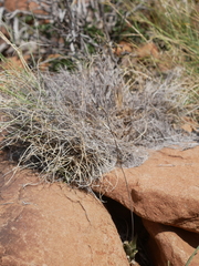 Haworthiopsis tessellata