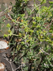 Mestoklema tuberosum