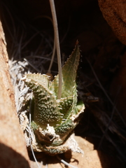 Haworthiopsis tessellata