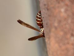 Polistes fastidiosus
