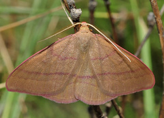 Rhodostrophia calabra