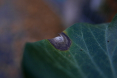 Colletotrichum trichellum