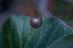 Colletotrichum trichellum