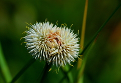 Cyperus ascocapensis