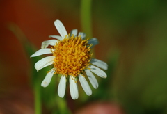 Afroaster peglerae