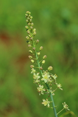 Eriospermum cooperi