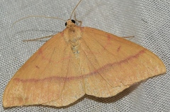 Rhodostrophia calabra