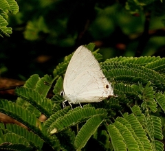 Tajuria cippus cippus