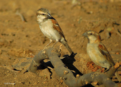 Great Sparrow photo 3