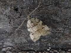 Neachrostia bipuncta