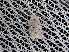 Scythropiodes leucostola