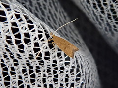 Lecitholaxa thiodora