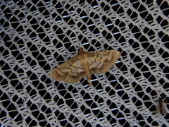 Cnaphalocrocis stereogona