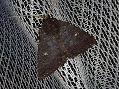 Hypersypnoides submarginata