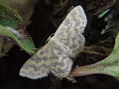 Idaea auricruda