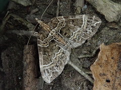 Ecliptopera umbrosaria