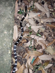 Bungarus multicinctus wanghaotingi