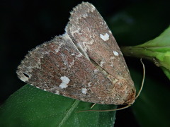 Acosmetia biguttula