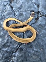 Storeria occipitomaculata obscura