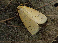 Stigmatophora flava leacrita