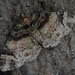 Catarhoe obscura - Photo (c) も, algunos derechos reservados (CC BY-NC), subido por も