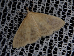 Demobotys pervulgalis