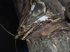 Ercheia umbrosa