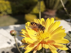 Eristalis cerealis