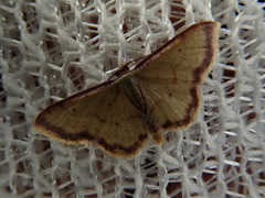 Idaea impexa